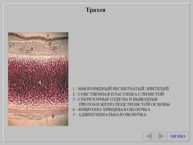 1 - МНОГОРЯДНЫЙ РЕСНИТЧАТЫЙ ЭПИТЕЛИЙ 2 - СОБСТВЕННАЯ ПЛАСТИНКА СЛИЗИСТОЙ 3 -