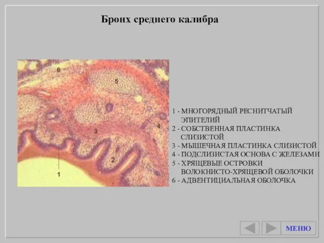 1 - МНОГОРЯДНЫЙ РЕСНИТЧАТЫЙ ЭПИТЕЛИЙ 2 - СОБСТВЕННАЯ ПЛАСТИНКА СЛИЗИСТОЙ 3 -