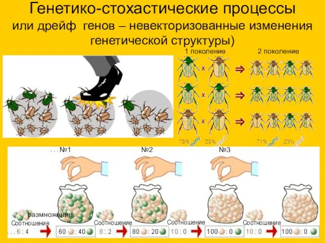 Генетико-стохастические процессы или дрейф генов – невекторизованные изменения генетической структуры) №1 №2