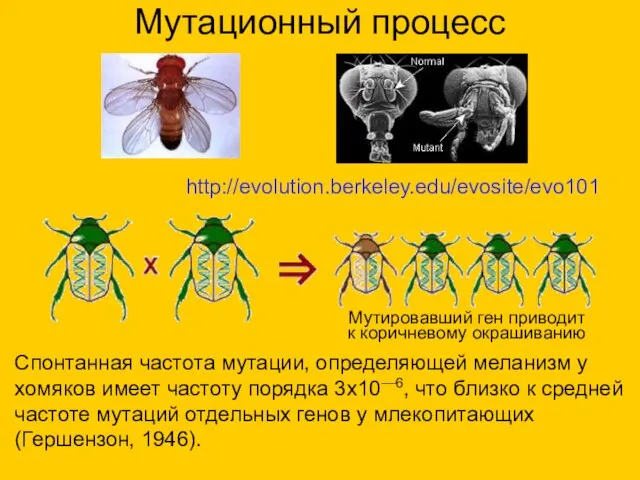 Мутационный процесс Спонтанная частота мутации, определяющей меланизм у хомяков имеет частоту порядка