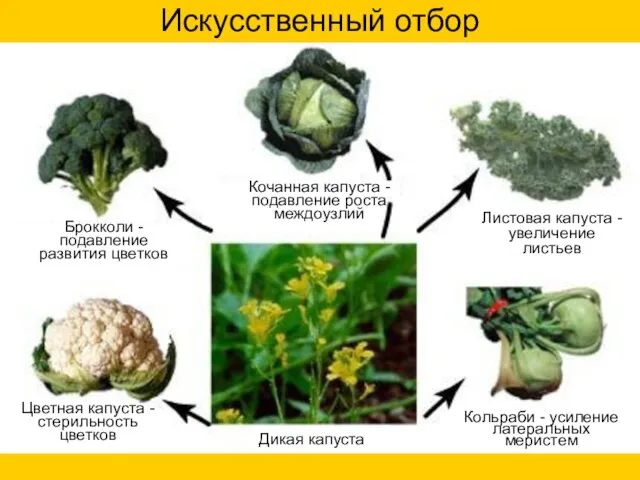 Искусственный отбор Брокколи -подавление развития цветков Цветная капуста -стерильность цветков Кольраби -