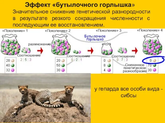 Эффект «бутылочного горлышка» Значительное снижение генетической разнородности в результате резкого сокращения численности