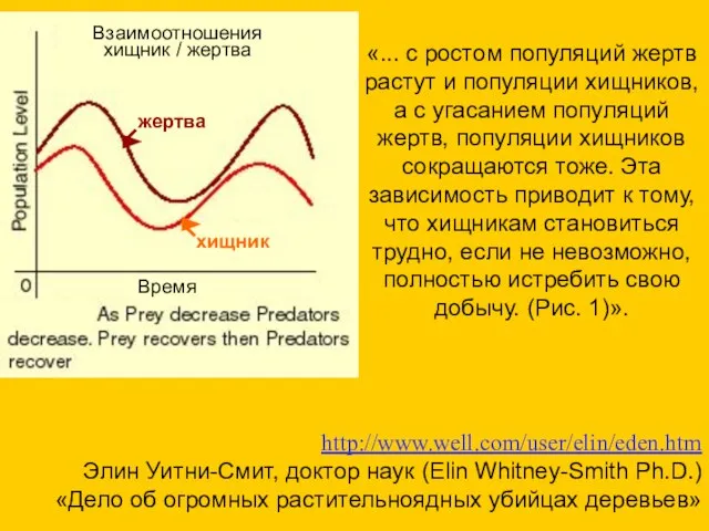 «... с ростом популяций жертв растут и популяции хищников, а с угасанием