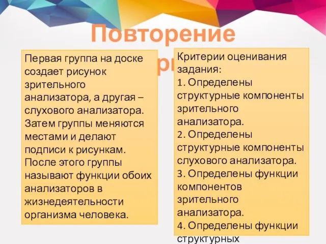 Повторение материала Первая группа на доске создает рисунок зрительного анализатора, а другая