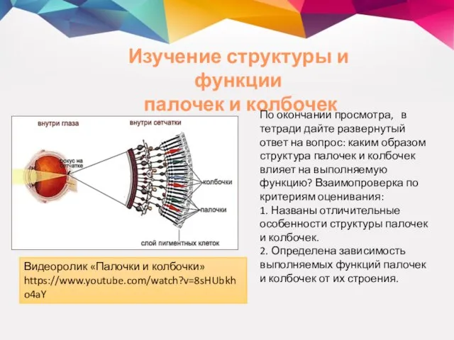 Изучение структуры и функции палочек и колбочек Видеоролик «Палочки и колбочки» https://www.youtube.com/watch?v=8sHUbkho4aY