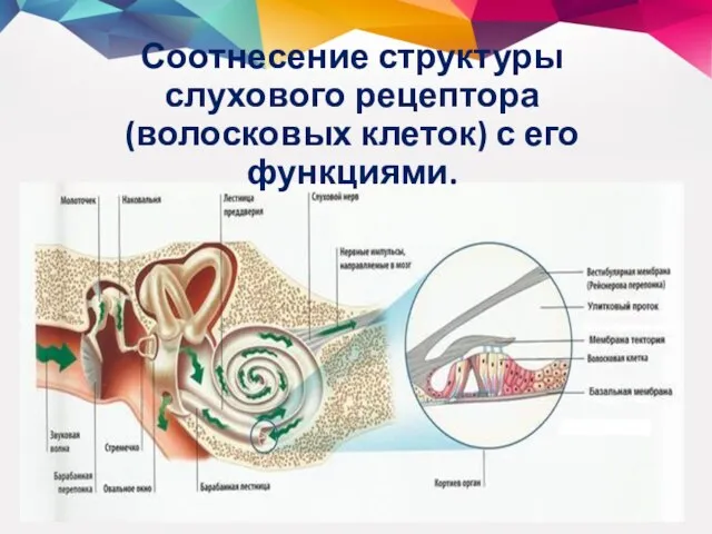 Соотнесение структуры слухового рецептора (волосковых клеток) с его функциями.