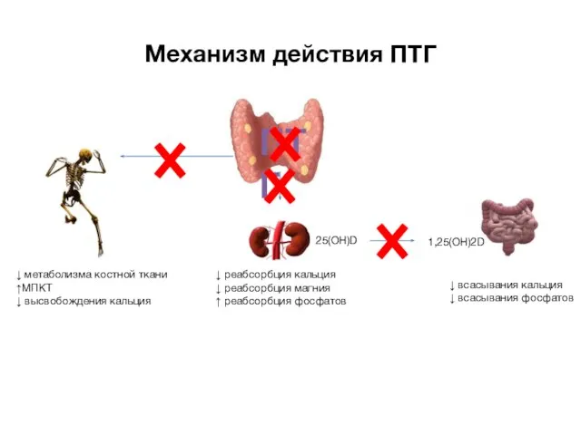 ПТГ Механизм действия ПТГ ↓ метаболизма костной ткани ↑МПКТ ↓ высвобождения кальция