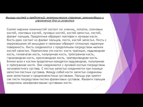 Мышцы кистей и предплечий: анатомическое строение; рекомендации и упражнения для их развития