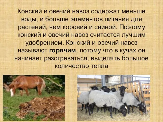 Конский и овечий навоз содержат меньше воды, и больше элементов питания для