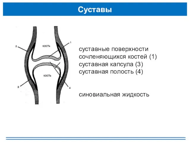Суставы суставные поверхности сочленяющихся костей (1) суставная капсула (3) суставная полость (4) синовиальная жидкость