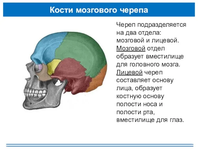 Кости мозгового черепа Череп подразделяется на два отдела: мозговой и лицевой. Мозговой