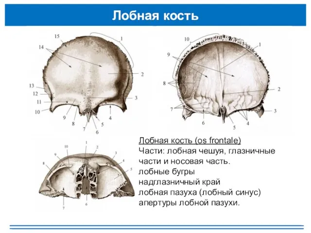 Лобная кость Лобная кость (os frontale) Части: лобная чешуя, глазничные части и
