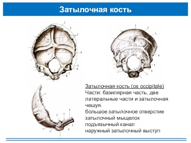 Затылочная кость Затылочная кость (os occipitale) Части: базилярная часть, две латеральные части