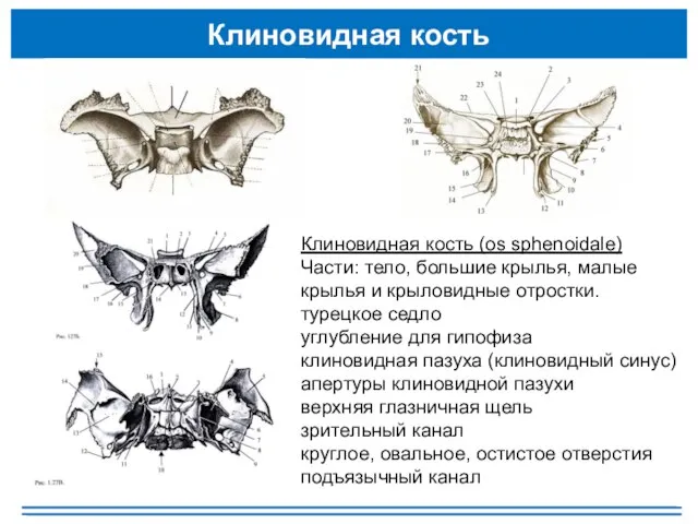 Клиновидная кость Клиновидная кость (os sphenoidale) Части: тело, большие крылья, малые крылья