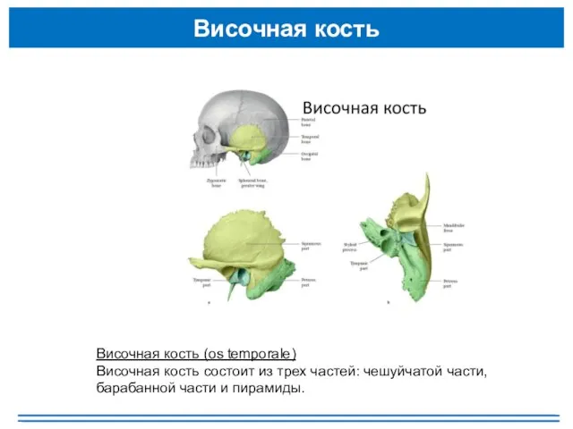 Височная кость Височная кость (os temporale) Височная кость состоит из трех частей: