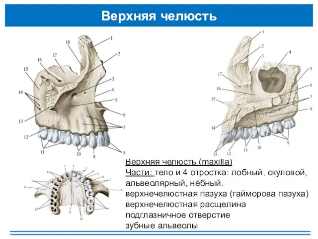 Верхняя челюсть Верхняя челюсть (maxilla) Части: тело и 4 отростка: лобный, скуловой,