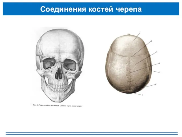 Соединения костей черепа