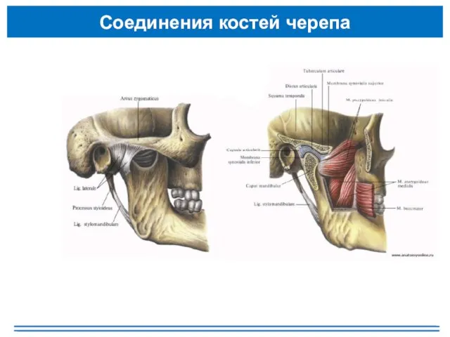 Соединения костей черепа