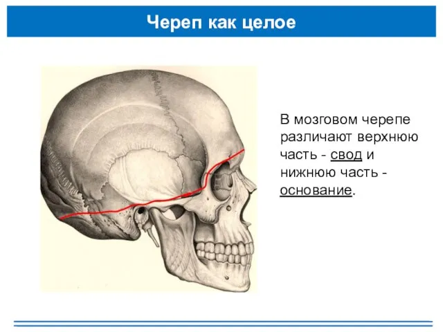 Череп как целое В мозговом черепе различают верхнюю часть - свод и нижнюю часть - основание.