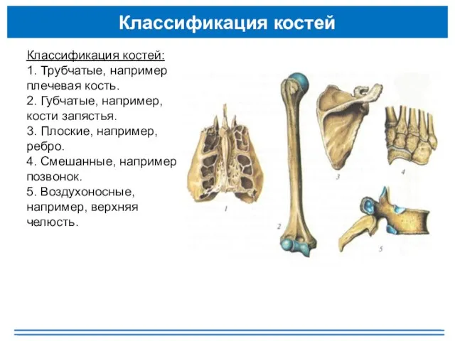 Классификация костей Классификация костей: 1. Трубчатые, например плечевая кость. 2. Губчатые, например,