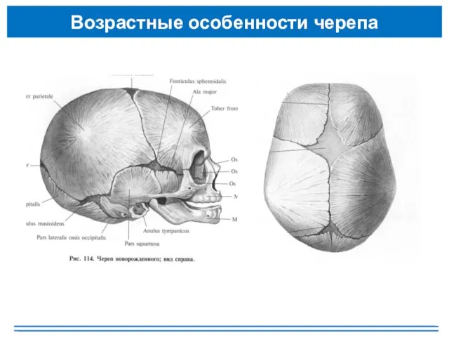 Возрастные особенности черепа