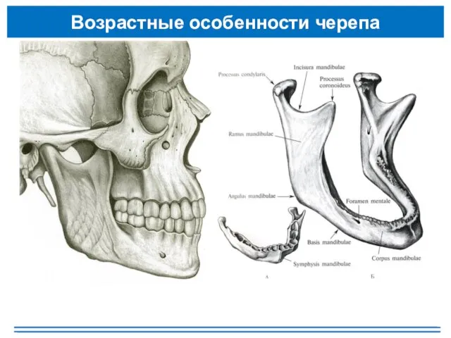 Возрастные особенности черепа