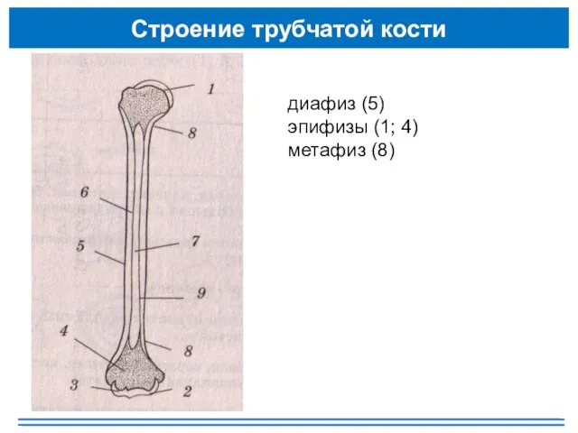 Строение трубчатой кости диафиз (5) эпифизы (1; 4) метафиз (8)