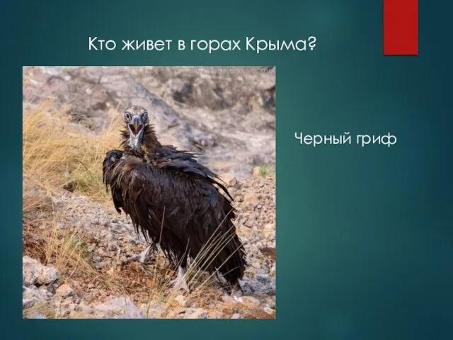 Кто живет в горах Крыма? Черный гриф