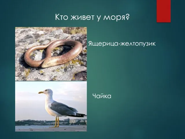 Кто живет у моря? Ящерица-желтопузик Чайка