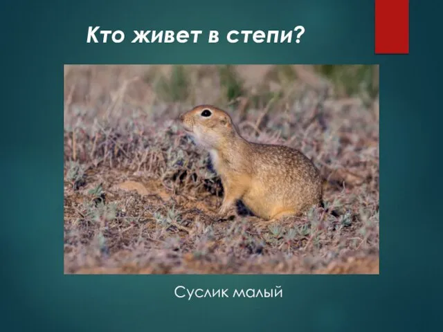 Кто живет в степи? Суслик малый