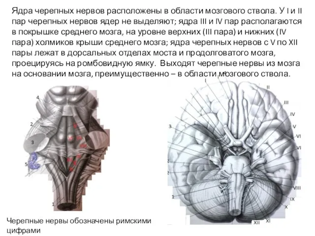 Ядра черепных нервов расположены в области мозгового ствола. У I и II