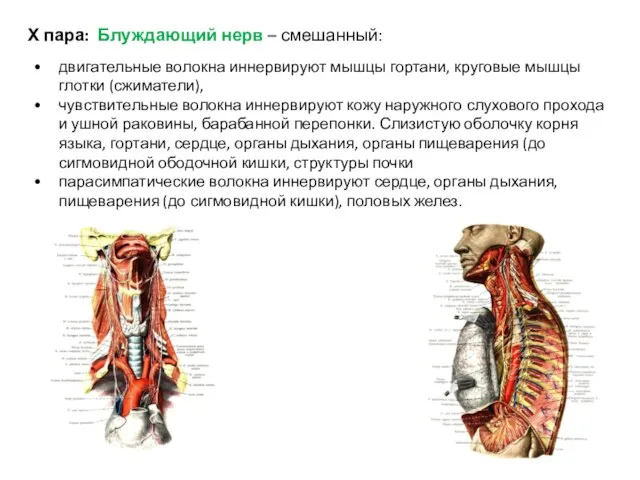 Х пара: Блуждающий нерв – смешанный: двигательные волокна иннервируют мышцы гортани, круговые