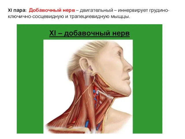 XI пара: Добавочный нерв – двигательный – иннервирует грудино-ключично-сосцевидную и трапециевидную мыщцы.