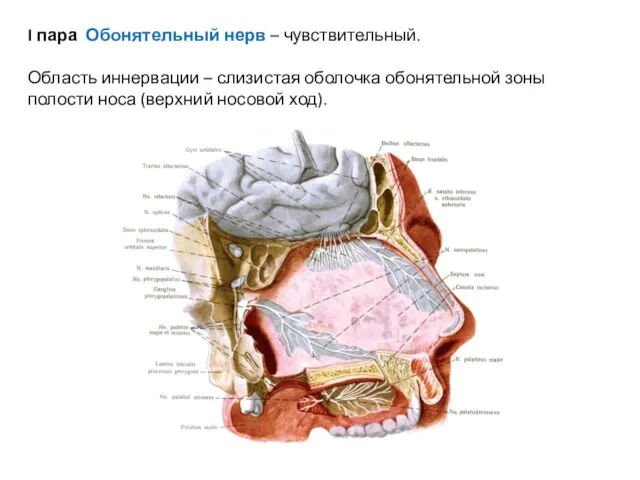 I пара Обонятельный нерв – чувствительный. Область иннервации – слизистая оболочка обонятельной