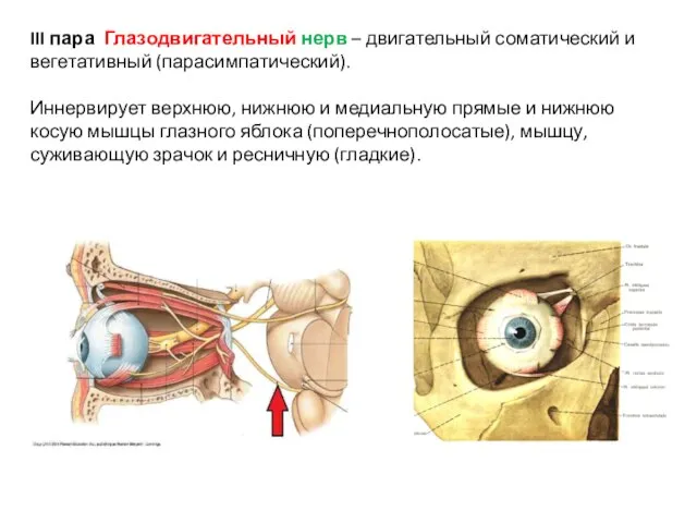 III пара Глазодвигательный нерв – двигательный соматический и вегетативный (парасимпатический). Иннервирует верхнюю,