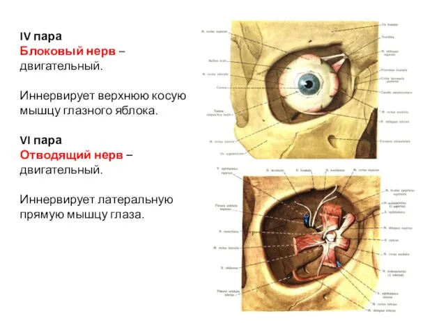 IV пара Блоковый нерв – двигательный. Иннервирует верхнюю косую мышцу глазного яблока.
