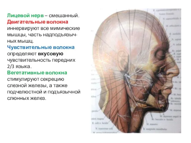 Лицевой нерв – смешанный. Двигательные волокна иннервируют все мимические мышцы, часть надподъязыч-ных