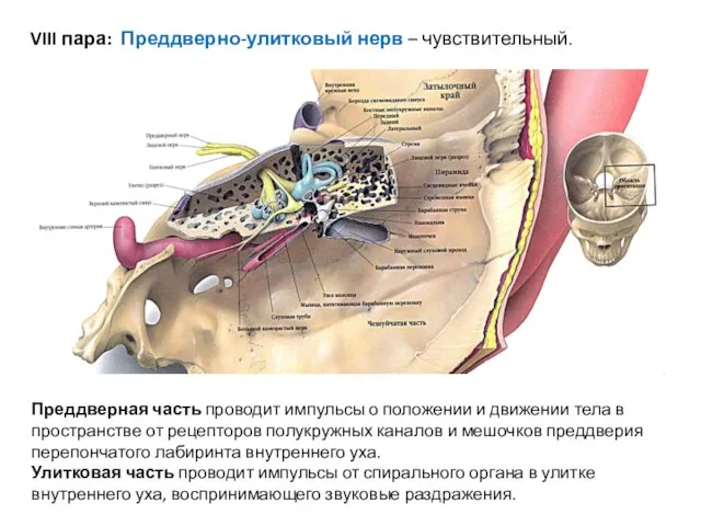 VIII пара: Преддверно-улитковый нерв – чувствительный. Преддверная часть проводит импульсы о положении