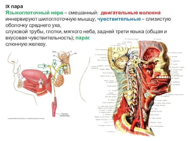 IX пара Языкоглоточный нерв – смешанный: двигательные волокна иннервируют шилоглоточную мышцу, чувствительные