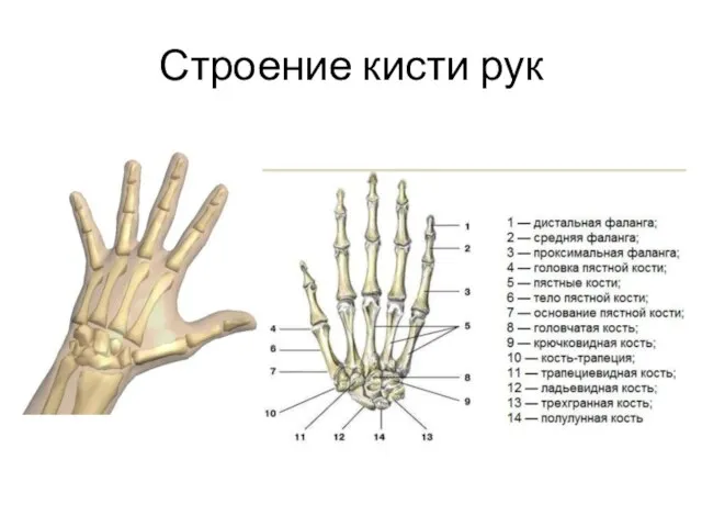 Строение кисти рук