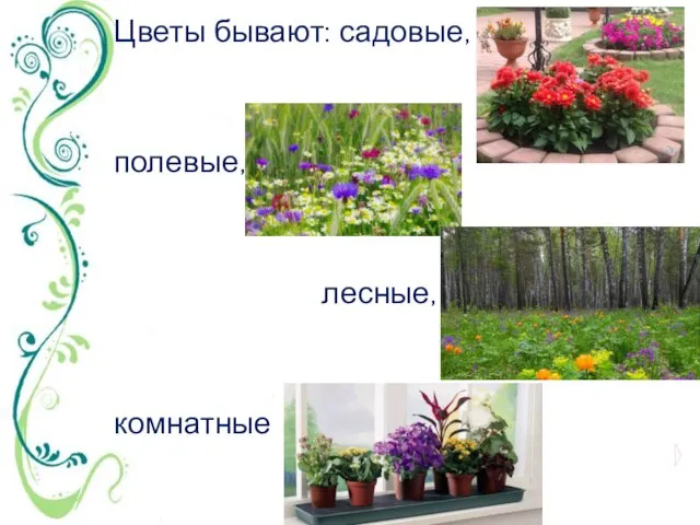 Цветы бывают: садовые, полевые, лесные, комнатные