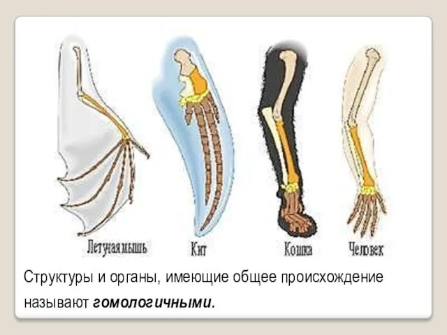 Структуры и органы, имеющие общее происхождение называют гомологичными.