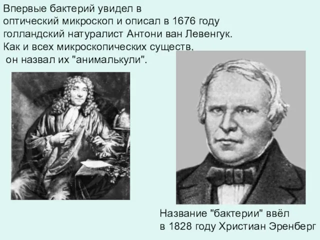 Впервые бактерий увидел в оптический микроскоп и описал в 1676 году голландский