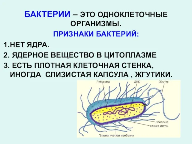 БАКТЕРИИ – ЭТО ОДНОКЛЕТОЧНЫЕ ОРГАНИЗМЫ. ПРИЗНАКИ БАКТЕРИЙ: НЕТ ЯДРА. ЯДЕРНОЕ ВЕЩЕСТВО В