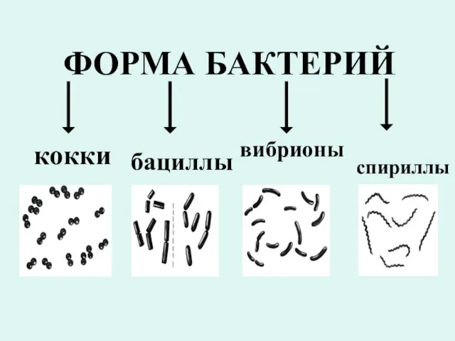 ФОРМА БАКТЕРИЙ кокки бациллы вибрионы спириллы