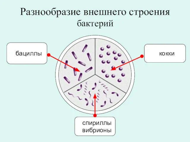 бактерий Разнообразие внешнего строения