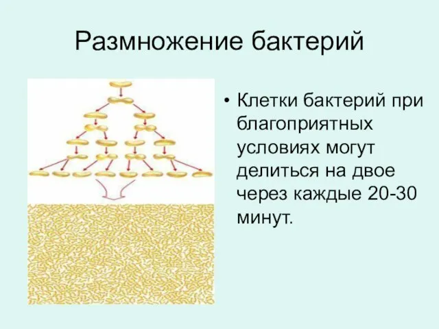 Размножение бактерий Клетки бактерий при благоприятных условиях могут делиться на двое через каждые 20-30 минут.