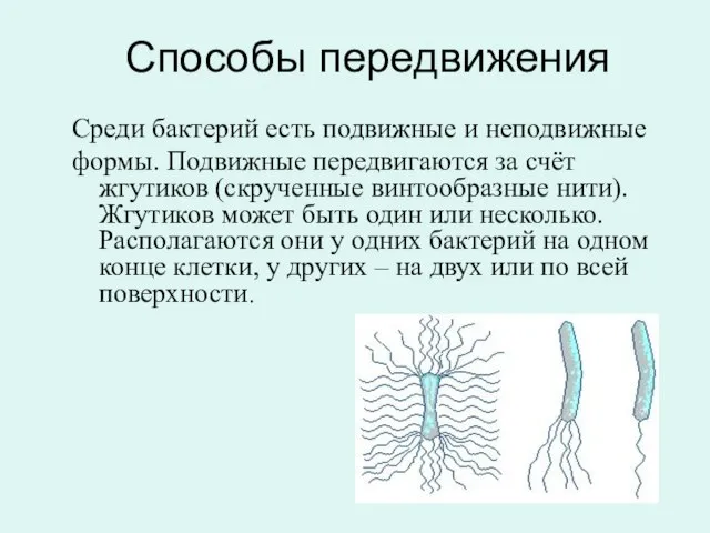 Способы передвижения Среди бактерий есть подвижные и неподвижные формы. Подвижные передвигаются за