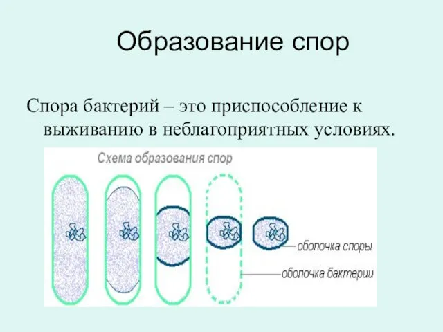 Образование спор Спора бактерий – это приспособление к выживанию в неблагоприятных условиях.