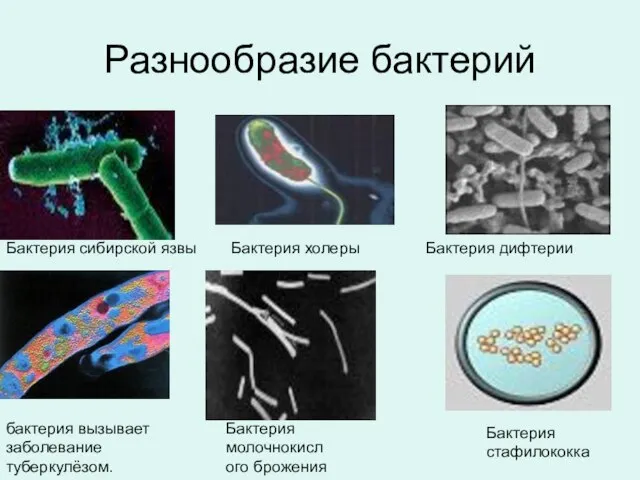 Разнообразие бактерий Бактерия сибирской язвы бактерия вызывает заболевание туберкулёзом. Бактерия холеры Бактерия